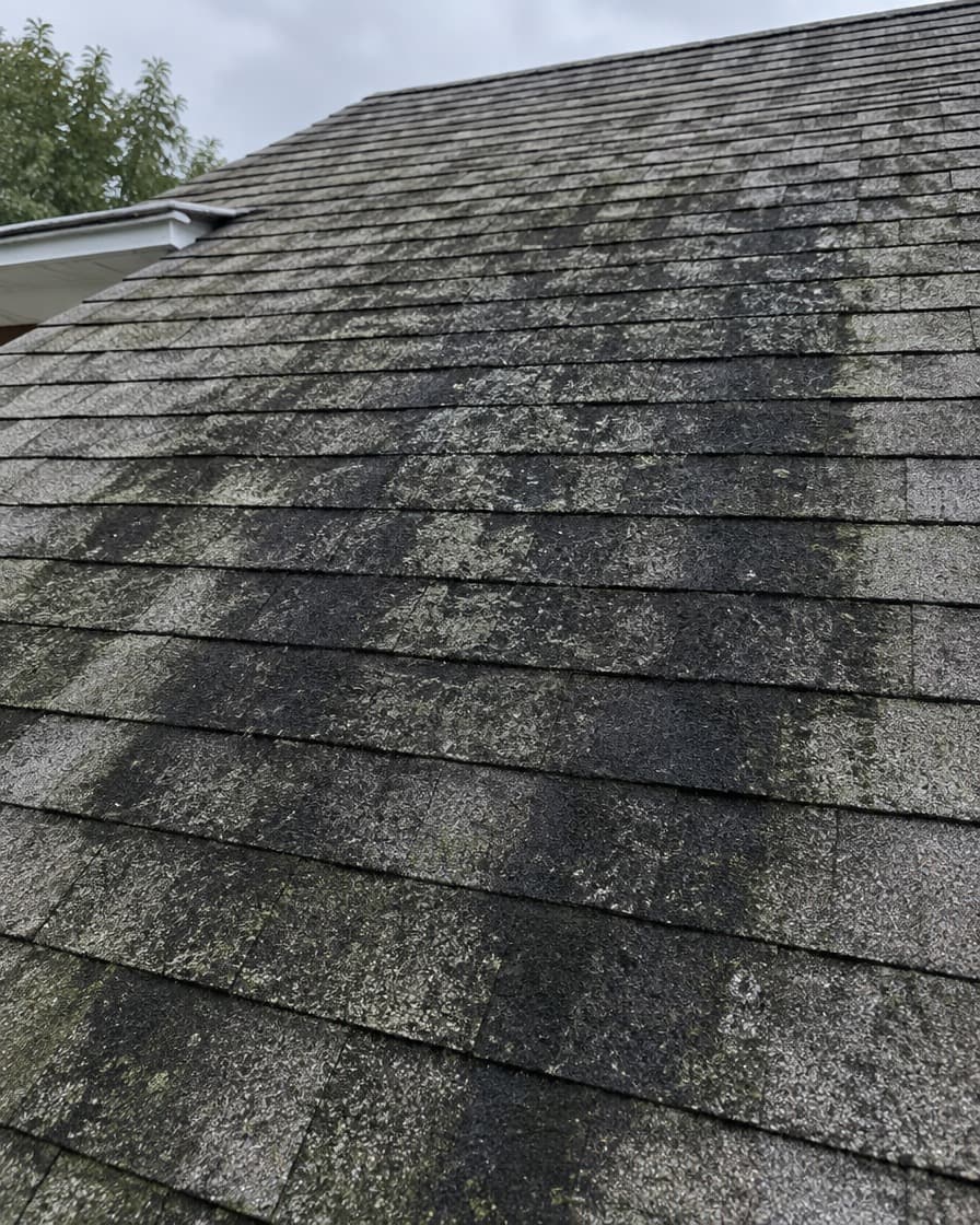 Close-up of an asphalt shingle roof with heavy algae and black streak staining before cleaning